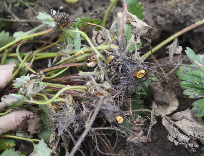 Увядание клубники